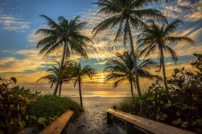 nature landscape beach palm trees sky clouds sand path