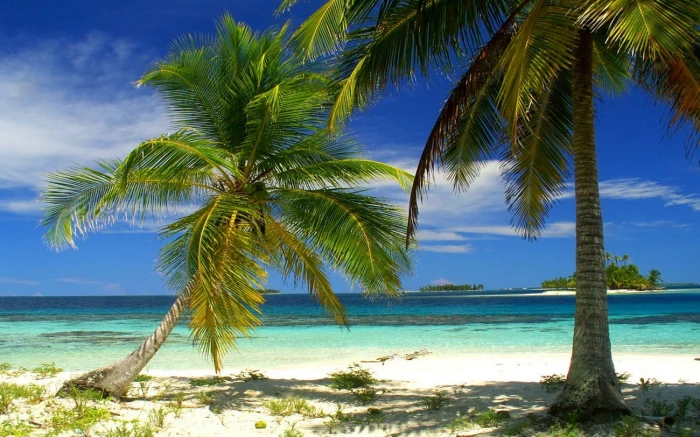nature landscape palm trees beach island sea tropical