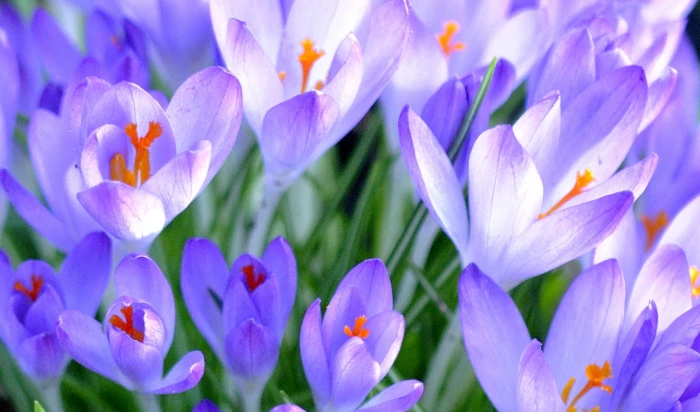 nature plant flower purple crocus springtime petal Head