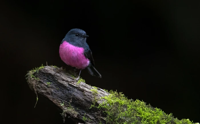 nature tree bird Pink Robin 2k