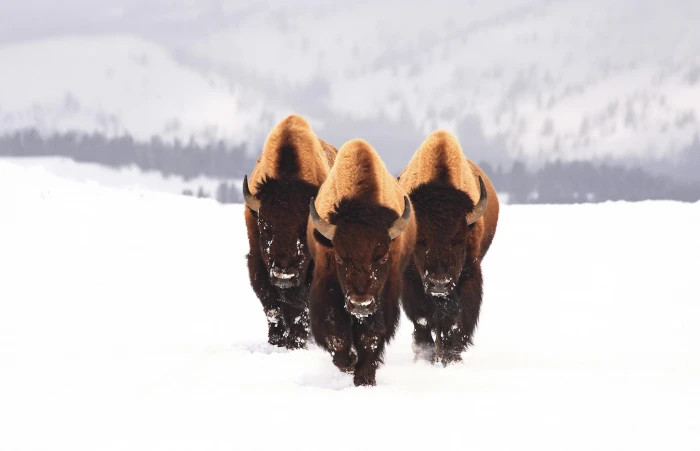 nature winter snow bison animals white wildlife horns 2k