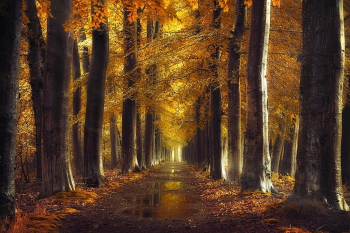 orange leafed trees photo fall gold path forest leaves rain