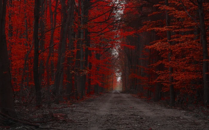 orange leafed trees red forest nature path landscape fall