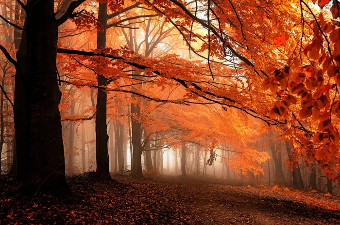 orange leafed tree fall path mist leaves forest trees nature