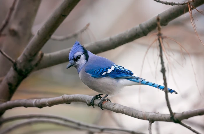 photography nature animals birds blue jays animal themes 2k