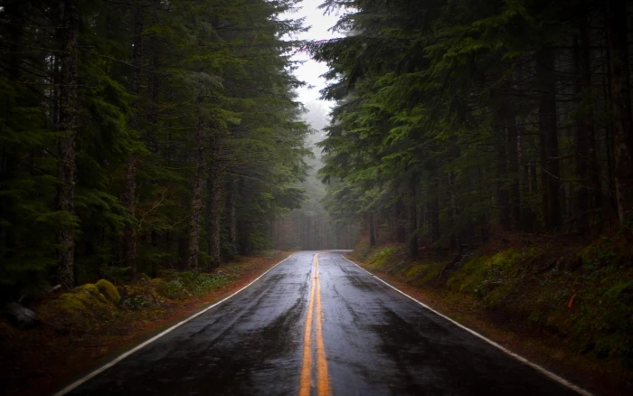 Pine Forest Road after rain foggy deep forest green dark 2k