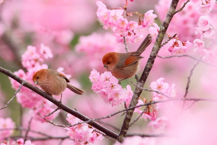 pink cherry blossom flowers birds branches tree spring garden 2k
