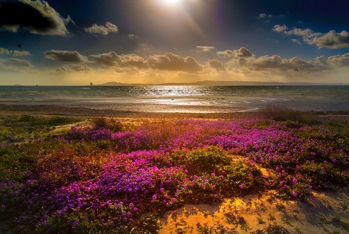 pink flower field near sea beach flowers clouds sun rays