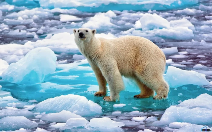 polar bear bears animals ice nature cyan water snow 2k