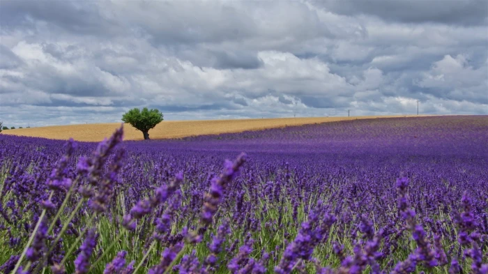 purple petaled flower field with green leaf tree under cloudy sky during daytime 2k