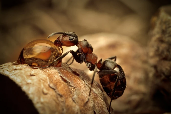 red and black ant nature water drops macro depth of field 2k