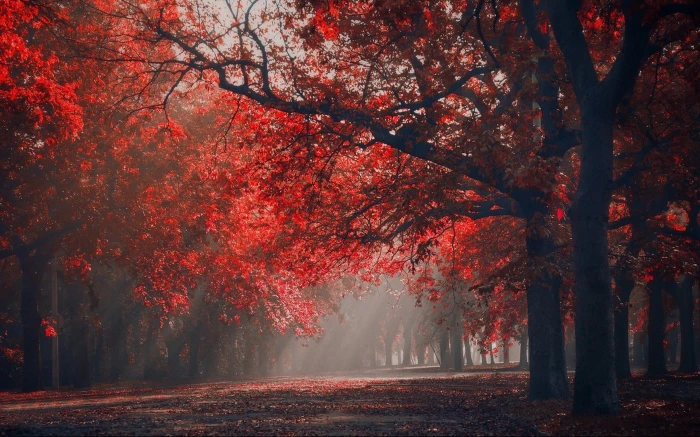 red leafed tree green leaf trees at daytime landscape nature