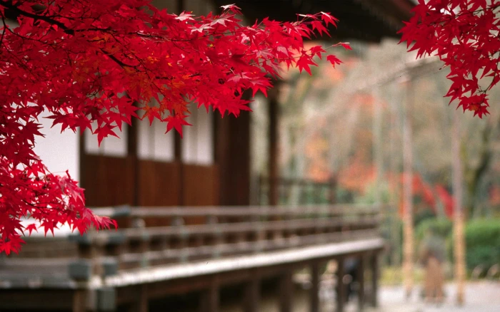 red maple tree selective focus photography of leaf 2k