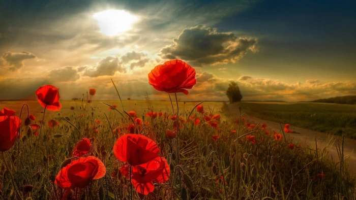 red petal flowers nature field plant flowering 2k