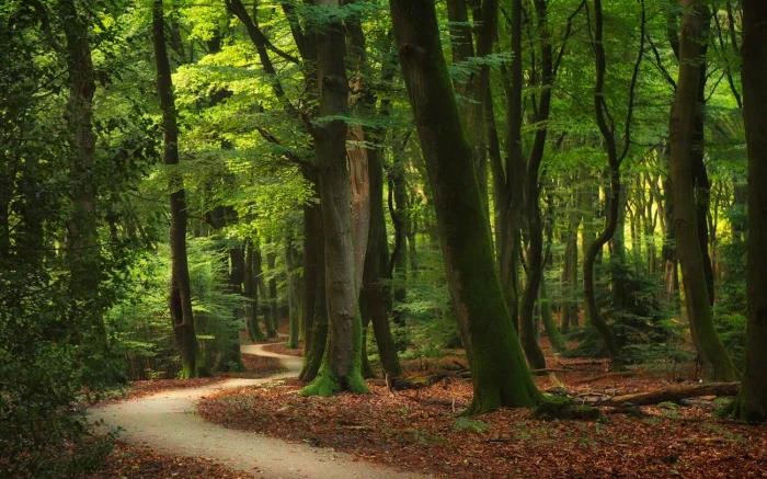road between green leaf trees nature forest landscape path