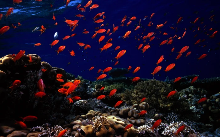 school of red fish tropical sea life coral underwater 2k