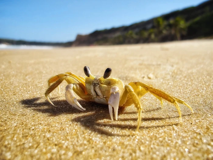 shallow focus photography of yellow crab on sand Beach Boy Canon PowerShot 2k