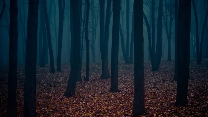 silhouette of forest cover in fog dark trees nature land 2k