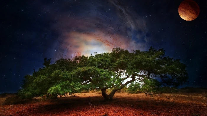 sky nature atmosphere tree moon night starry astronomical object 2k