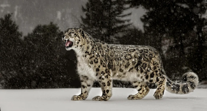 snow leopards nature animals big cats leopard animal 2k