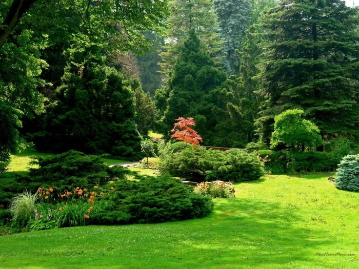 sunny garden field Green grass nature Garden Trees spring beautiful HD