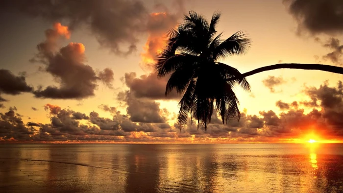 sunset clouds nature beach palm trees coconut tree mauritius Nature Beaches HD Art 2k