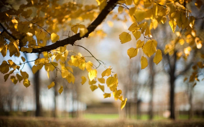 Trees yellow leaves autumn blur nature 2k
