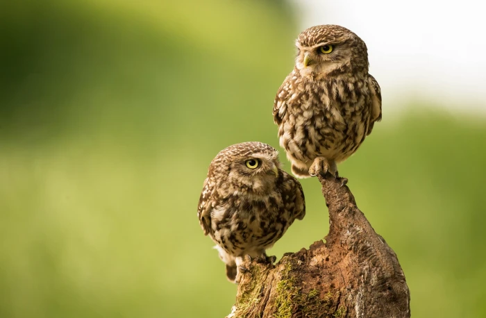 two brown owls birds on tree branch photography nature 2k