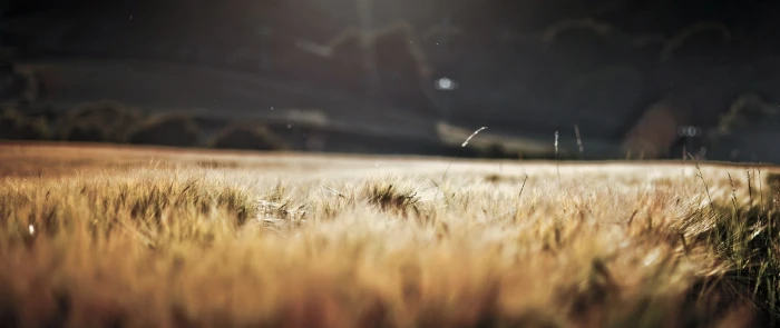 ultra wide depth of field nature plant grass landscape 2k