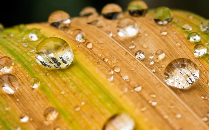 water droplet nature leaves macro drops depth of field 2k