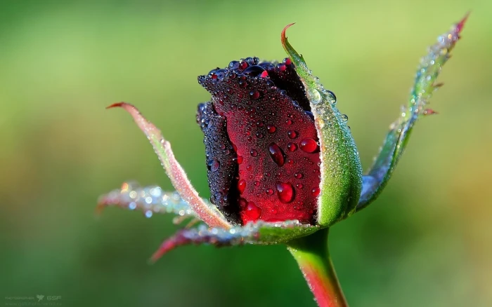 Water Drops Macro Flower HD nature 2k