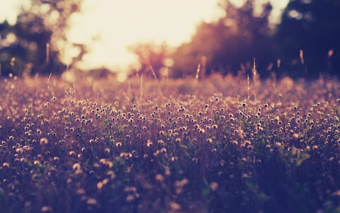 white petaled flower bed of flowers macro vintage nature 2k