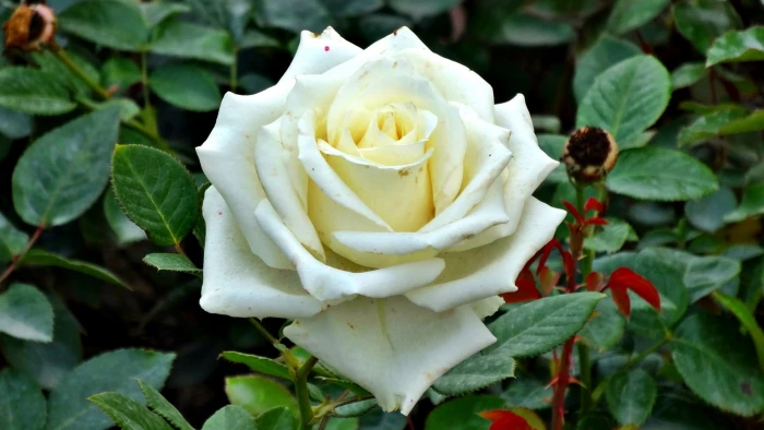 white rose nature green macro flowers plants 2k