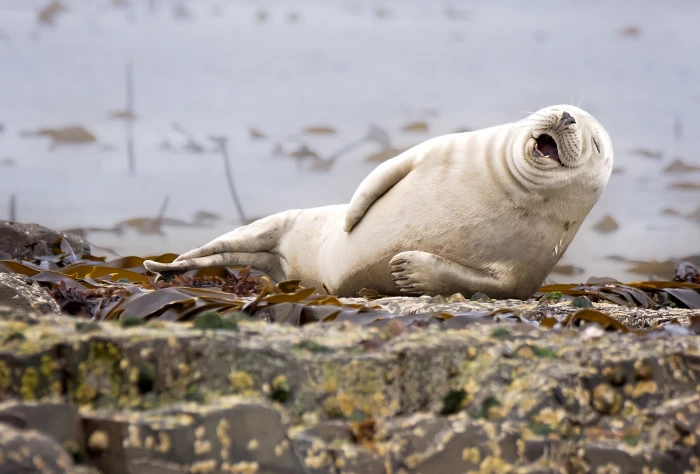 white sea lion nature animals humor winner photography contests 2k
