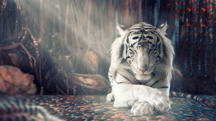 white tiger HD 2k