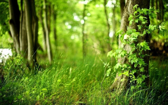 Windows 10 Nature Landscape Wallpaper 04 plant green color