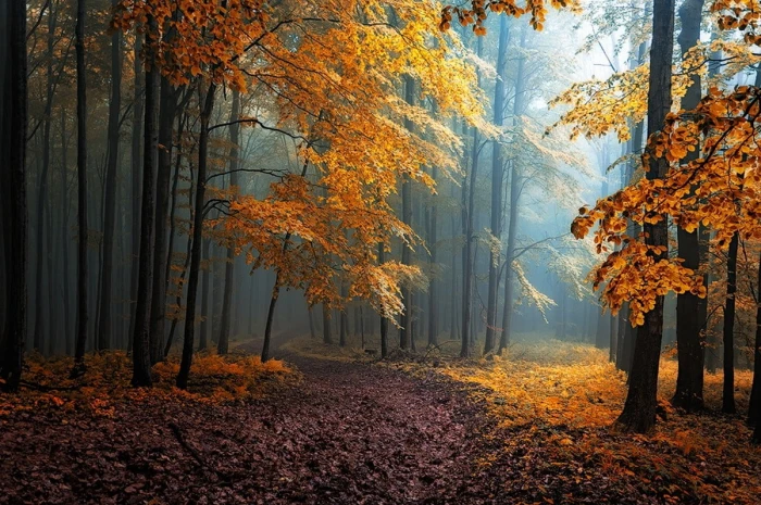yellow leafed tree fall mist leaves forest road trees path