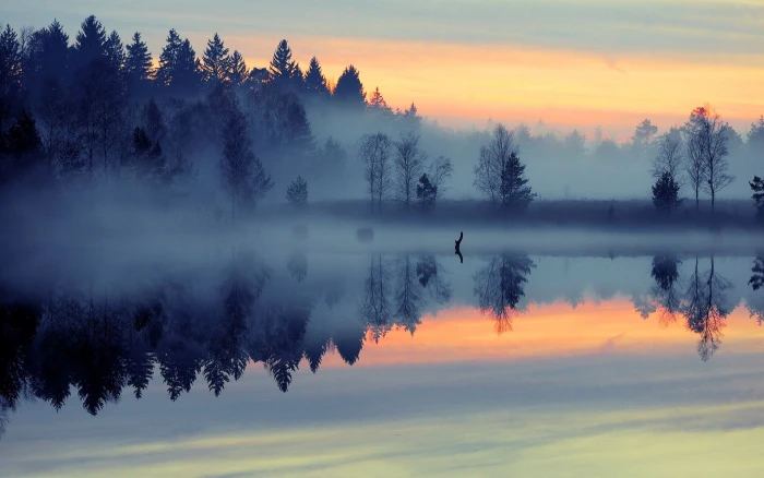 forest with fog nature landscape mist lake reflection blue 2k