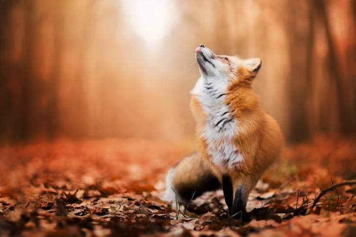 fox wallpaper brown close up photo animals nature wildlife 2k
