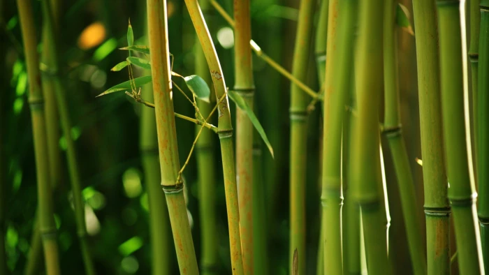 green bamboo nature depth of field closeup color plant 2k