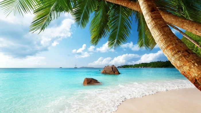 green coconut tree Seychelles beach sand palm trees sea