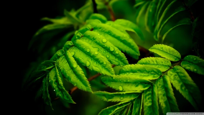 green leaf plant closeup leaves nature plants color 2k