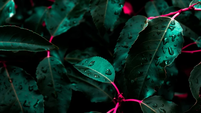 green leafed plant close up photography of leaf plants 2k