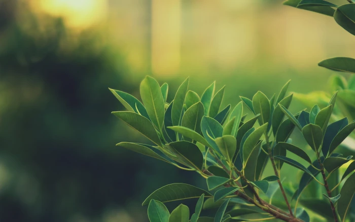 green leafed plant leaves depth of field nature macro blurred 2k