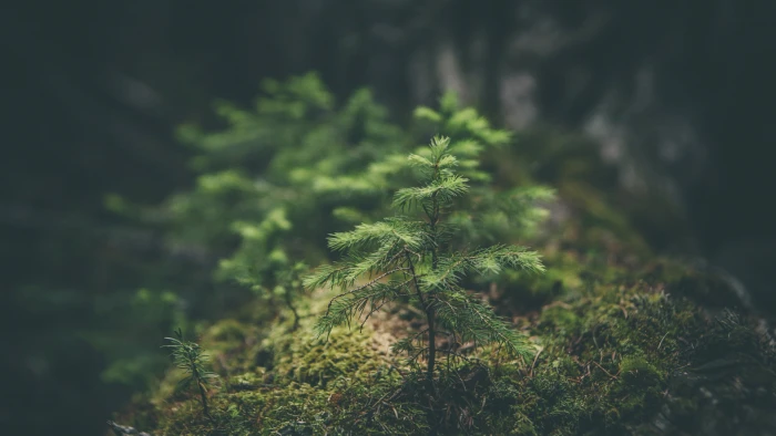green leafed plant selective focus photography of leaf on wood log 2k