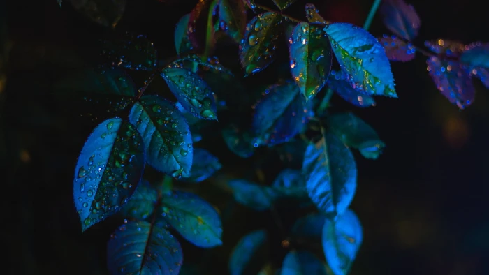 green leafed plant simple blue dark leaves water drops depth of field 2k