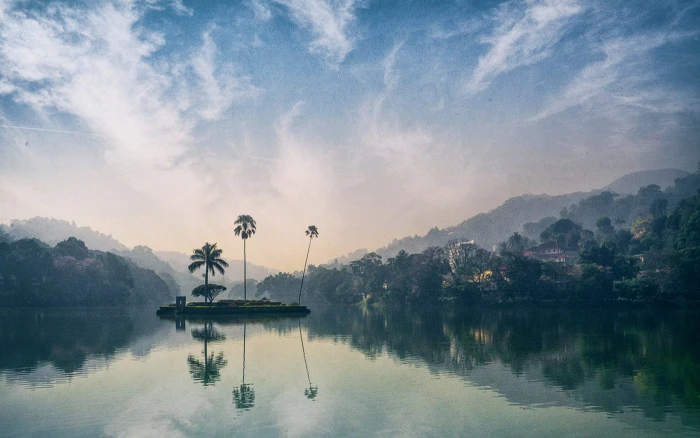 green leafed tree nature landscape lake island forest reflection