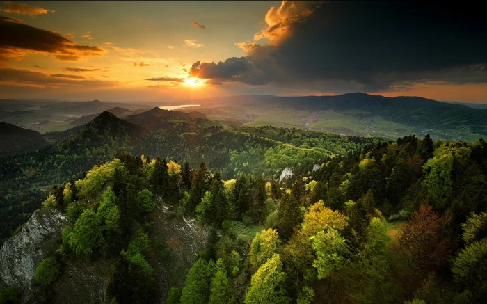 green leafed tree nature landscape spring sunset forest