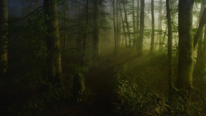 green leafed trees landscape nature forest mist shrubs path 2k