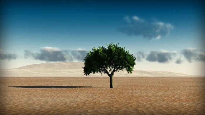 green tree in the middle of desert Background to Use nature 2k